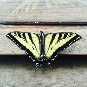 Meet your Posher, Lupita